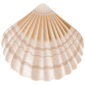 Seashell PNG-37130